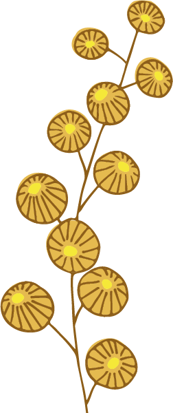 Mimose