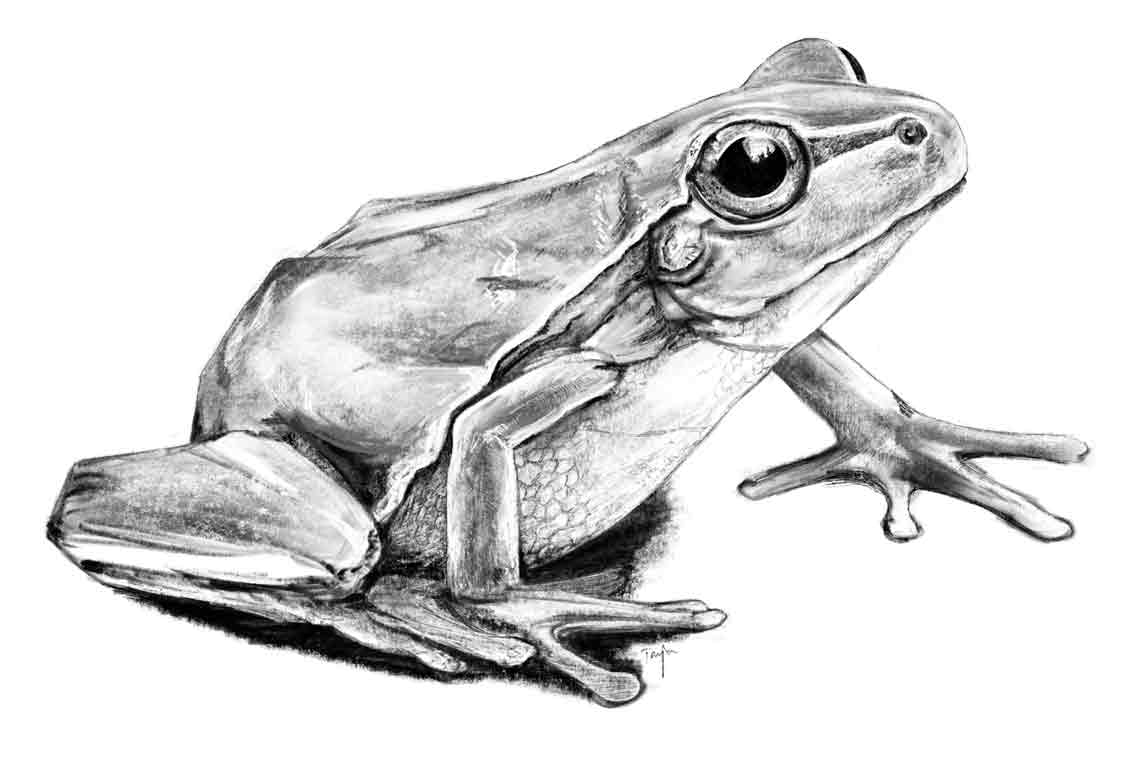 Zeichnung Frosch