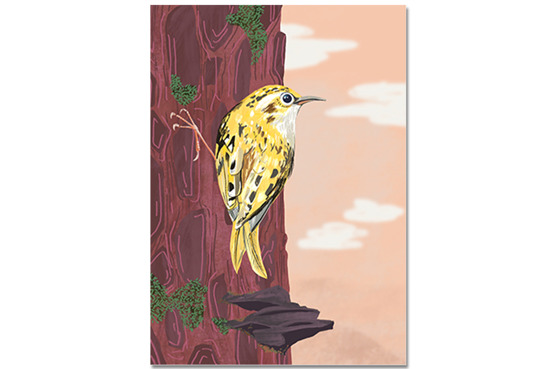 Postkarte Waldbaumläufer