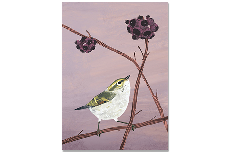 Postkarte Goldhähnchen Laubsänger