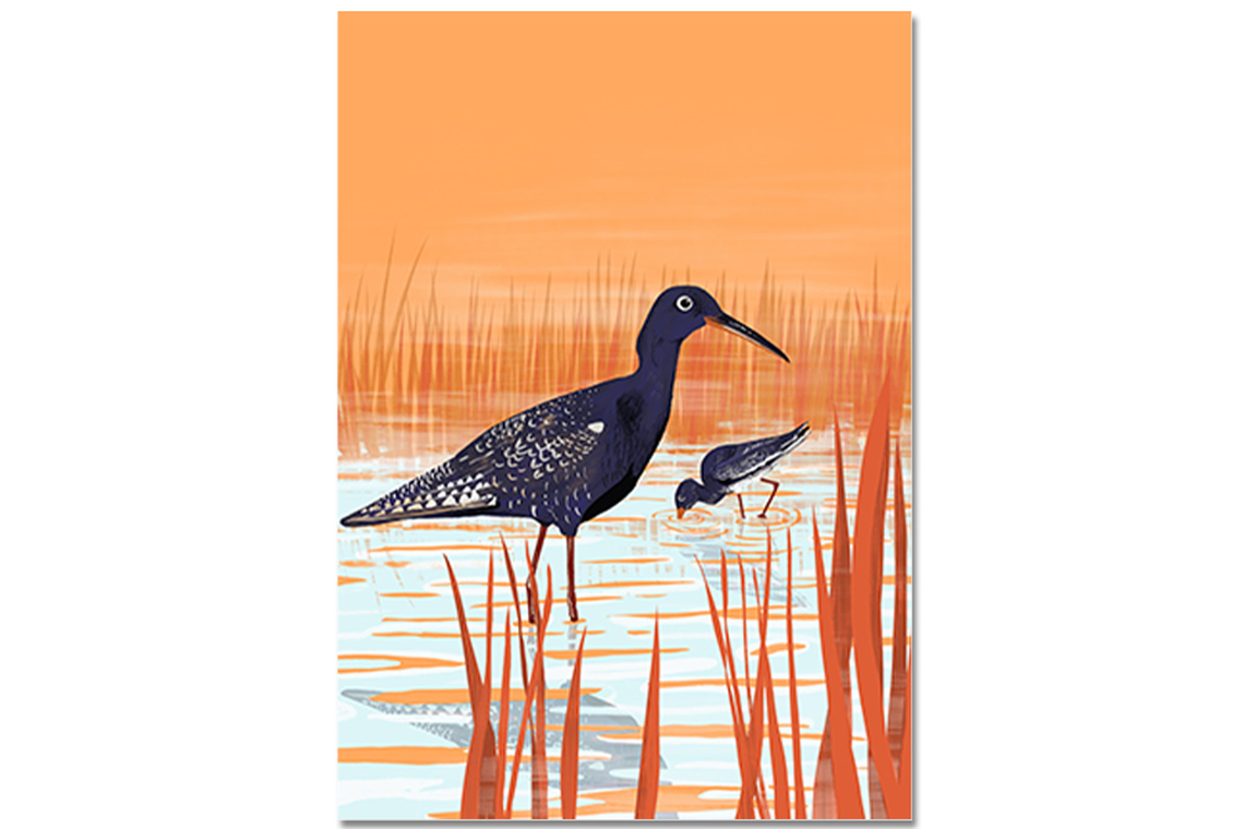 Postkarte Dunkler Wasserläufer