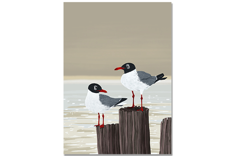 Postkarte Aztekenmöwe