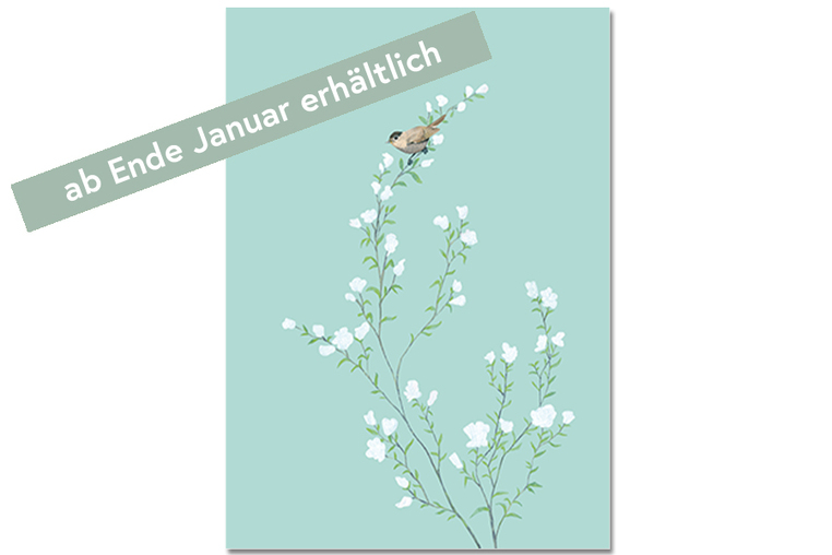 Postkarte Mönchsgrasmücke